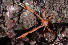 Squat lobster © Keith Hiscock
